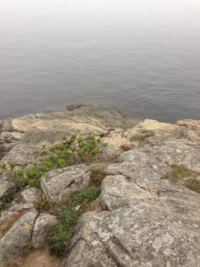 Yeşil bitkilerle kaplı kayalık bir kıyı bölgesi ve arka planda sakin bir su.