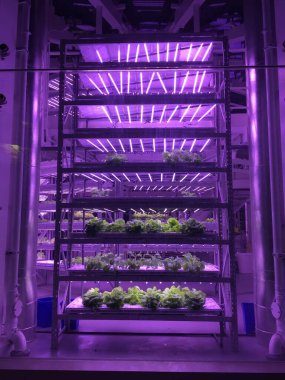 Mor LED büyütme ışıklarıyla aydınlatılan çok katmanlı bir ev çiftliği..