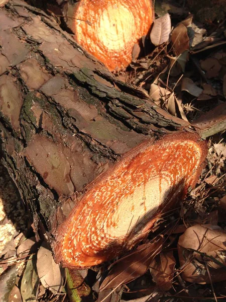 Turuncu halkaları ve kabuk dokusunu gösteren ağaç kütüklerinin yakın çekimi.