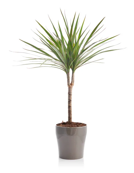 Dracaena dalam pot bunga — Stok Foto