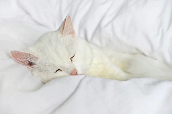 Puro gato branco dormindo — Fotografia de Stock