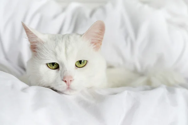 Döşeme saf beyaz kedi — Stok fotoğraf