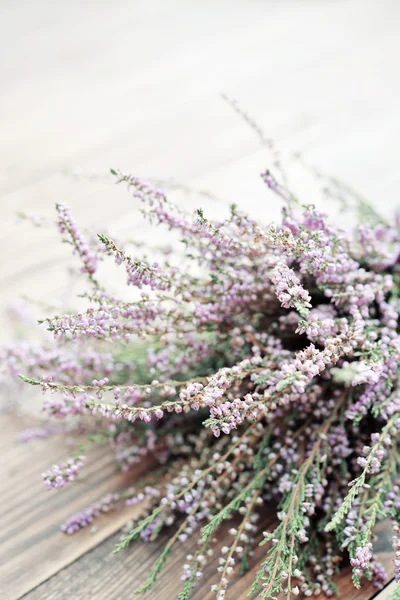 Calluna vulgaris, brezo — Foto de Stock