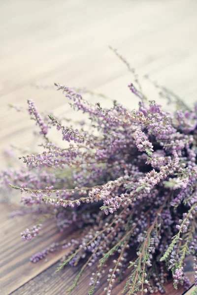 Calluna vulgaris, brezo —  Fotos de Stock