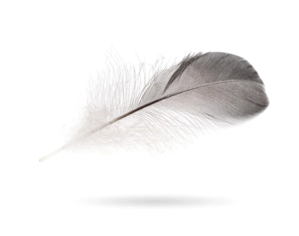 Gray small feather — Stock Photo, Image