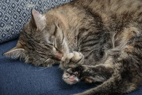 Bellissimo Gatto Domestico Che Dorme Sul Divano Primo Piano Casa — Foto Stock