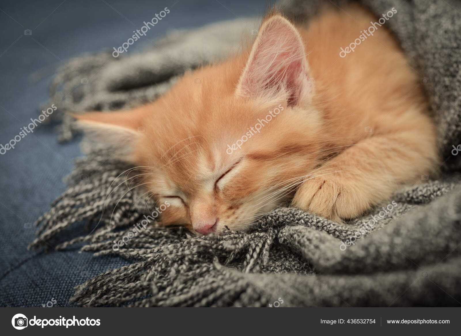 Mignon Petit Chaton Roux Dort Dans Une Couverture Douce Sur Image Libre De Droit Par Tashka00 C Mignon Petit Chaton Roux Dort Dans Une Couverture Douce Sur Image Libre De Droit Par Tashka00 C