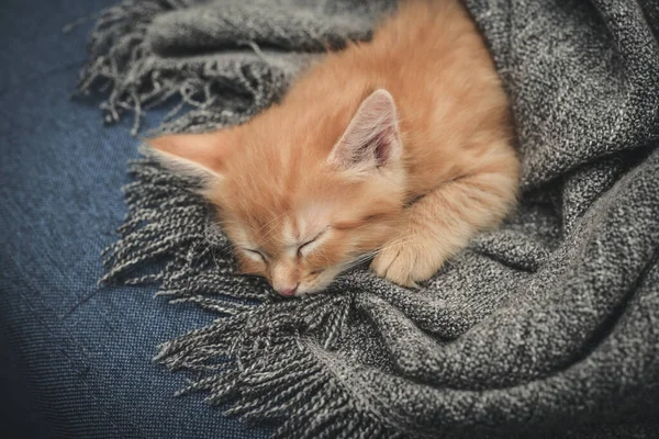 Mignon Petit Chaton Roux Dort Dans Une Couverture Douce Sur Image Libre De Droit Par Tashka00 C Mignon Petit Chaton Roux Dort Dans Une Couverture Douce Sur Image Libre De Droit Par Tashka00 C