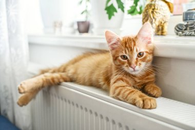 Cute little ginger kitten with amber eyes relaxing on the warm radiator closeup clipart