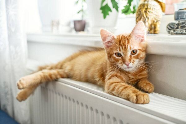 Cute Little Ginger Kitten Amber Eyes Relaxing Warm Radiator Closeup — Stock Photo, Image