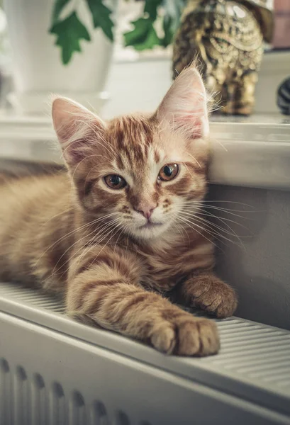Χαριτωμένο Μικρό Γατάκι Τζίντζερ Κεχριμπαρένια Μάτια Χαλαρώνοντας Στο Ζεστό Ψυγείο — Φωτογραφία Αρχείου