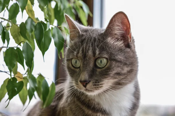 Retrato Gato Cinza Tabby Com Olhos Verdes Fecho Peitoril Janela — Fotografia de Stock