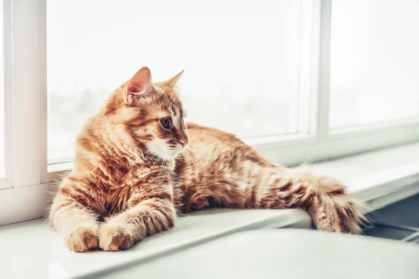 红毛猫的肖像 褐色的眼睛紧盯着窗台 — 图库照片