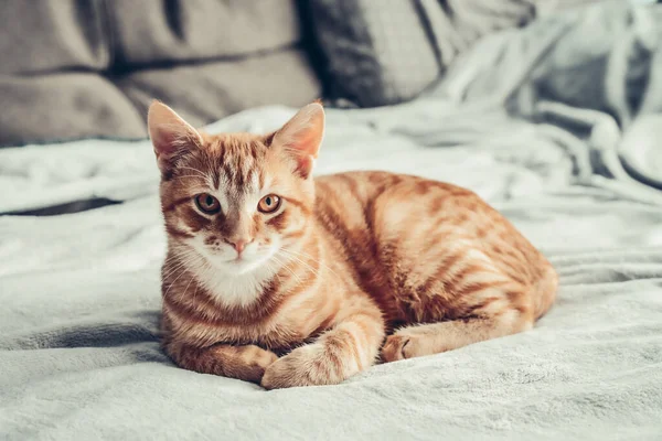 Портрет Червоного Таббі Кішки Коричневими Очима Дивані Крупним Планом — стокове фото