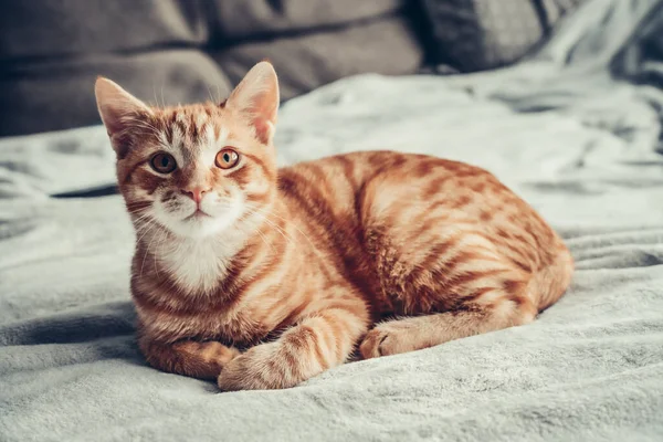 Πορτρέτο Του Κόκκινου Tabby Γάτα Καφέ Μάτια Στον Καναπέ Closeup — Φωτογραφία Αρχείου