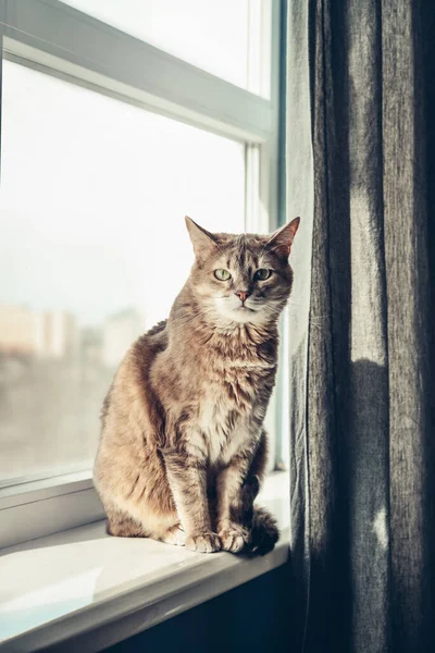 Porträt Einer Gestromten Katze Mit Grünen Augen Auf Der Fensterbank — Stockfoto