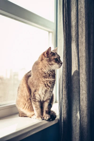 Retrato Gato Cinza Tabby Com Olhos Verdes Fecho Peitoril Janela — Fotografia de Stock