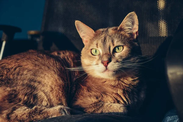 Grey Cat Lies Chair Rays Setting Sun — Stock Photo, Image