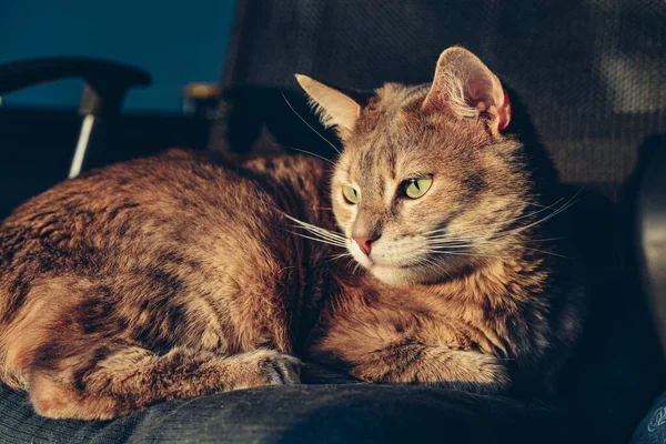 Γκρίζα Γάτα Ξαπλωμένη Μια Καρέκλα Στις Ακτίνες Του Ήλιου Που — Φωτογραφία Αρχείου