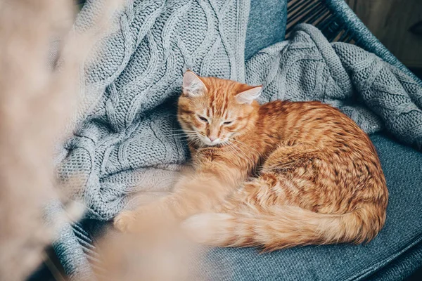 Gato Gengibre Bonito Está Dormindo Poltrona Casa — Fotografia de Stock