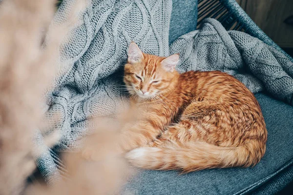 Gato Gengibre Bonito Está Dormindo Poltrona Casa — Fotografia de Stock