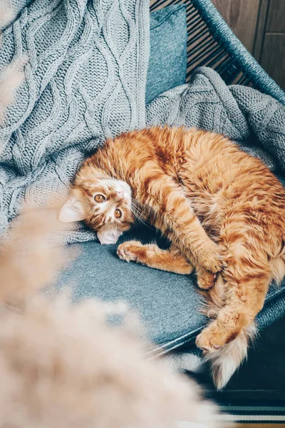 Roztomilý Zrzavý Kočka Leží Křesle Doma — Stock fotografie