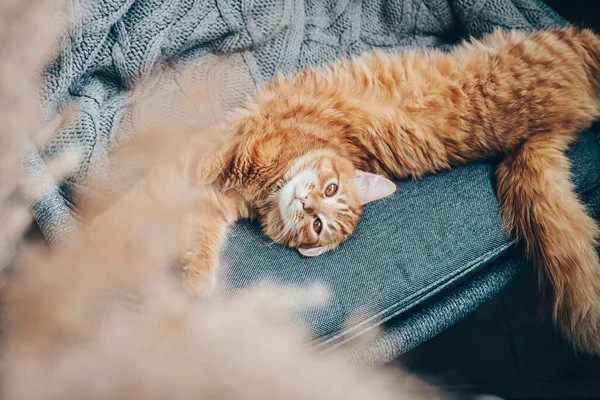 Tatlı Kızıl Kedi Evdeki Koltukta Yatıyor — Stok fotoğraf