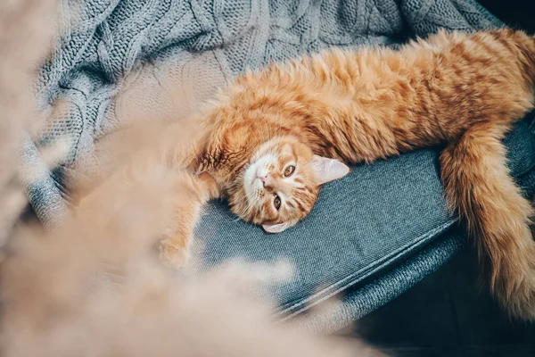Tatlı Kızıl Kedi Evdeki Koltukta Yatıyor — Stok fotoğraf