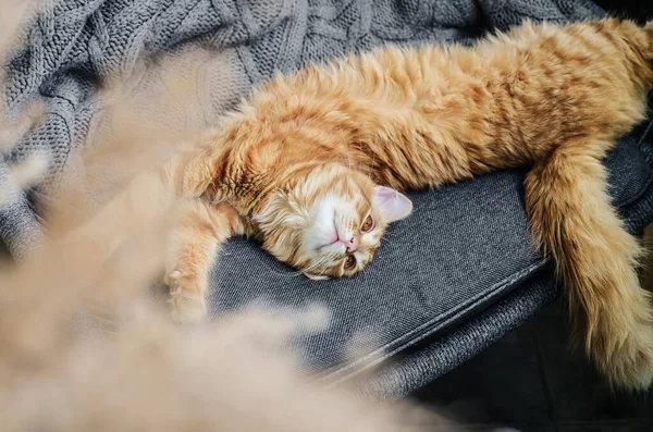 Gato Gengibre Bonito Está Dormindo Poltrona Casa — Fotografia de Stock