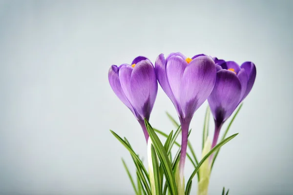 插在花瓶里的番红花 — 图库照片