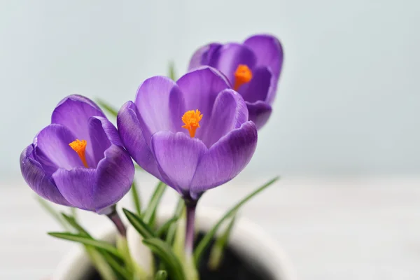 Crocus en jarrones — Foto de Stock