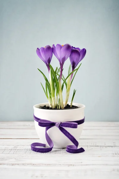 Šafrán v váza — Stock fotografie