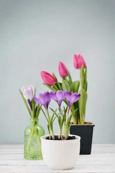 Tulipany i krokusy — Zdjęcie stockowe