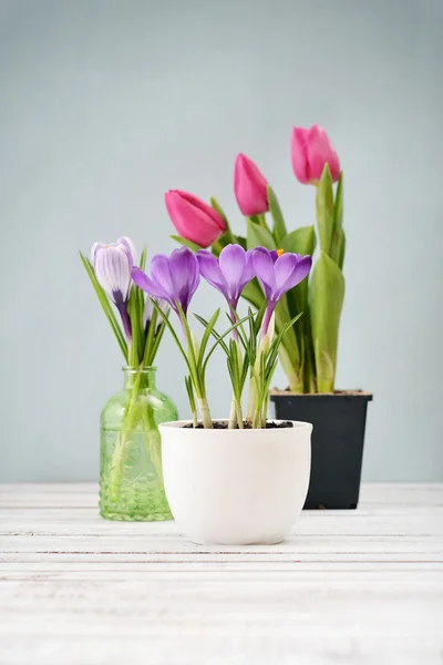 Tulpaner och krokus — Stockfoto