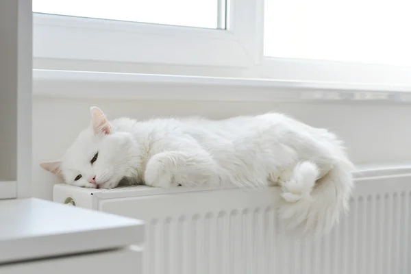 Cat relaxing on the radiator — Stock Photo, Image