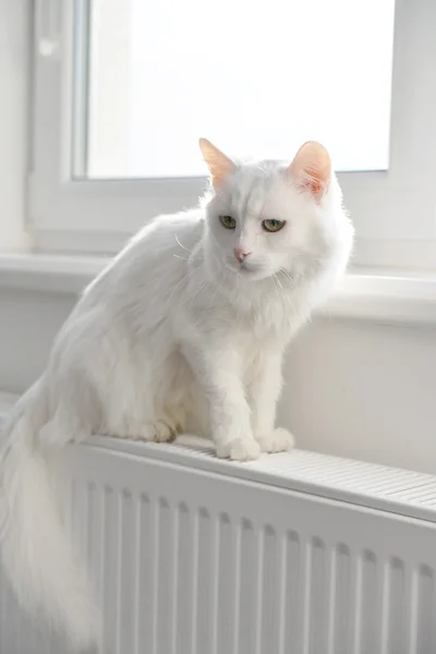 Gato sentado no radiador — Fotografia de Stock