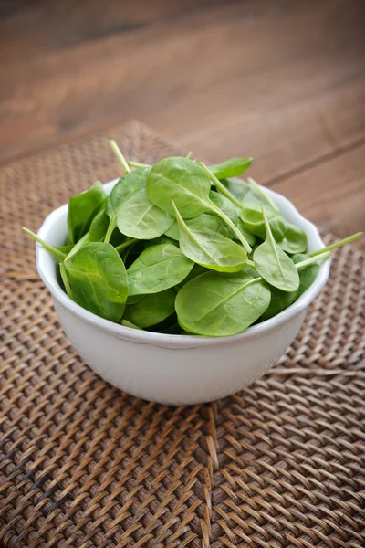 The Young spinach — Stock Photo, Image