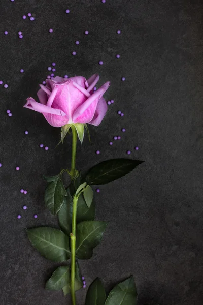 在黑暗的背景，顶视图上的紫玫瑰 — 图库照片