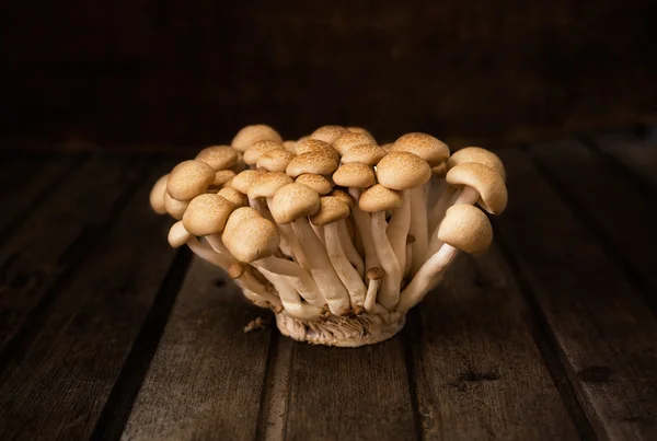 Brown Japanese Shimeji mushrooms — Stock Photo, Image