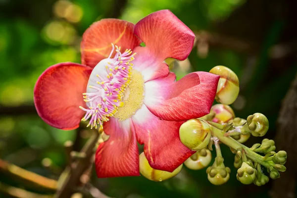 Árbol de bala de cañón floreciente (Couroupita guianensis), hermoso, ex — Foto de Stock