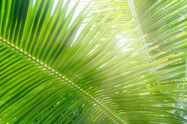 Zelené Palmové Listy Slunečním Svitem Jako Tropické Pozadí — Stock fotografie