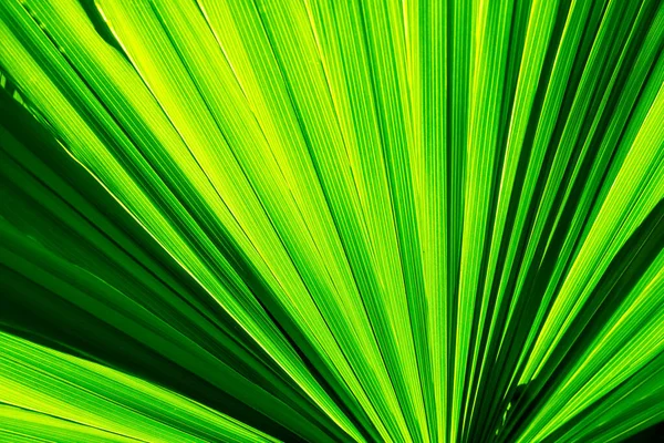 Palm Tree Green Leaf Texture Shadows Tropical Leaf Nature Background — стоковое фото