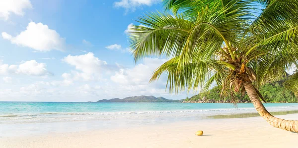 Tropisch Strand Palmboom Kopieerruimte Banner — Stockfoto