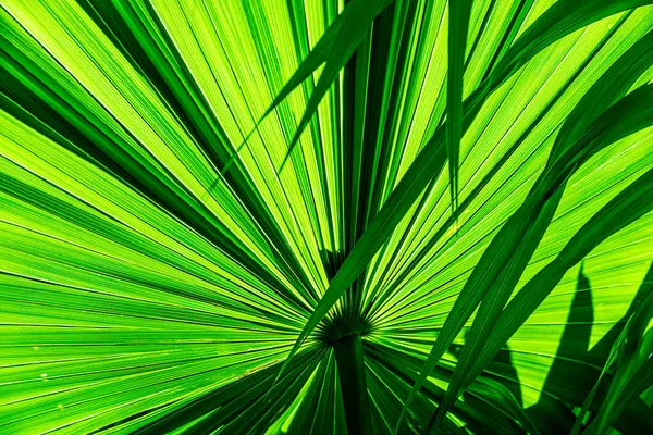 Palm Tree Green Leaf Texture Shadows Tropical Leaf Nature Background — Stock Photo, Image