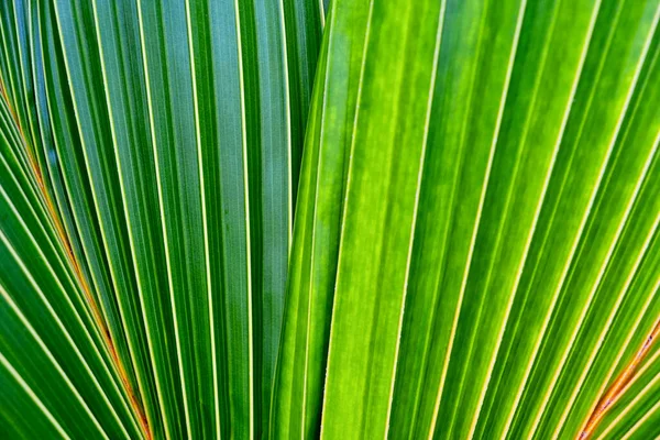 Tropical Green Leaves Background — Stock Photo, Image