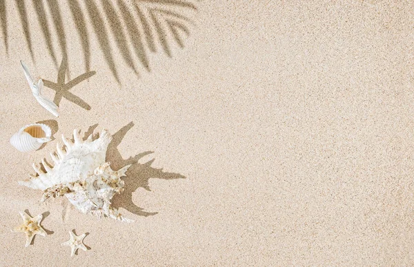 White Sea Shells Star Fish Sand Palm Tree Shadows Tropical — Stock Photo, Image