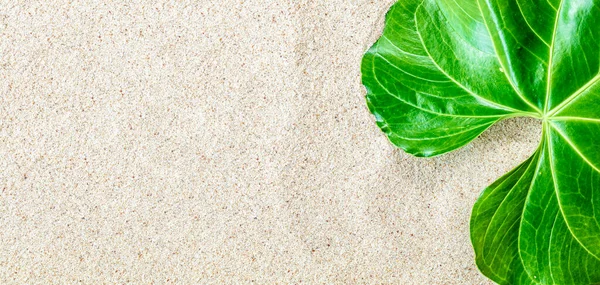 Grünes Tropisches Blatt Auf Weißem Sand Strand Draufsicht Kopierraum Banner — Stockfoto