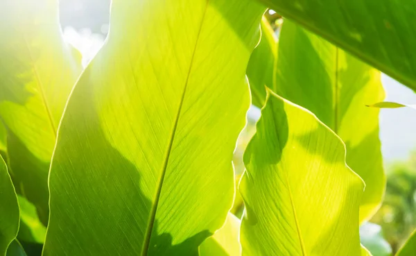 Jasně Zelené Tropické Pozadí Slunečný Den — Stock fotografie