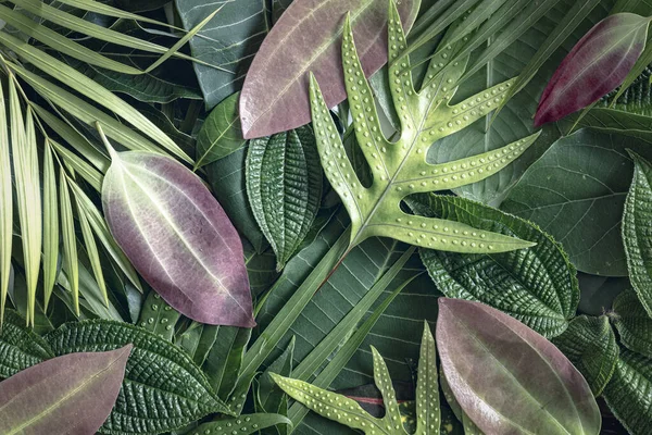 Letní Tropické Mix Zelené Růžové Listy Pozadí Horní Pohled — Stock fotografie