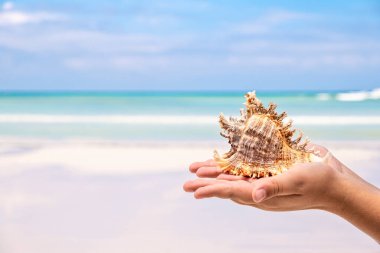 Kids hand holding large sea shell on blue sky and ocean background, tropical summer concept 
